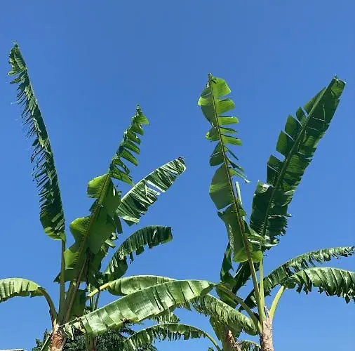 Tsambikos Apts 아파트